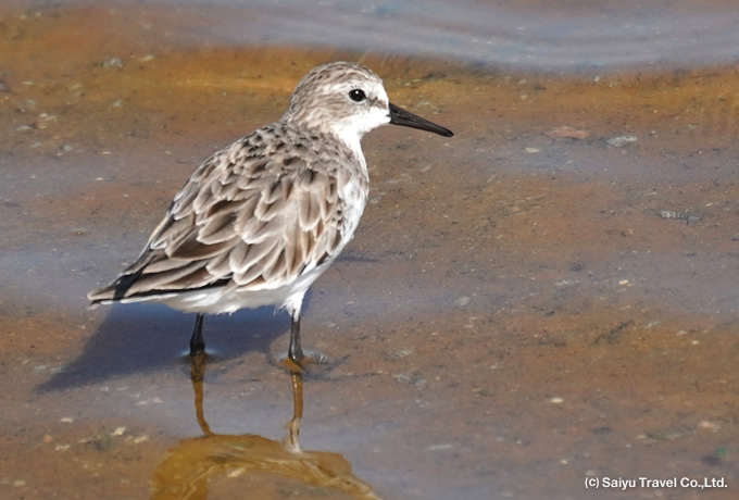 ヨーロッパトウネン Little Stint