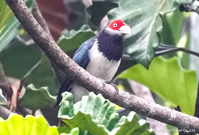 アカガオバンケンモドキ Red-faced Malkoha