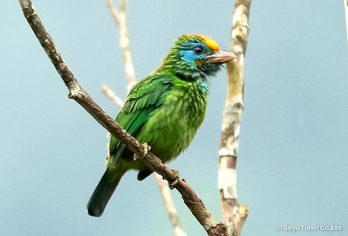 キビタイゴシキドリ Yellow-fronted  Barbet