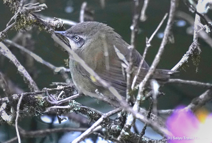 セイロンオウギセッカ Sri Lanka Bush Warbler