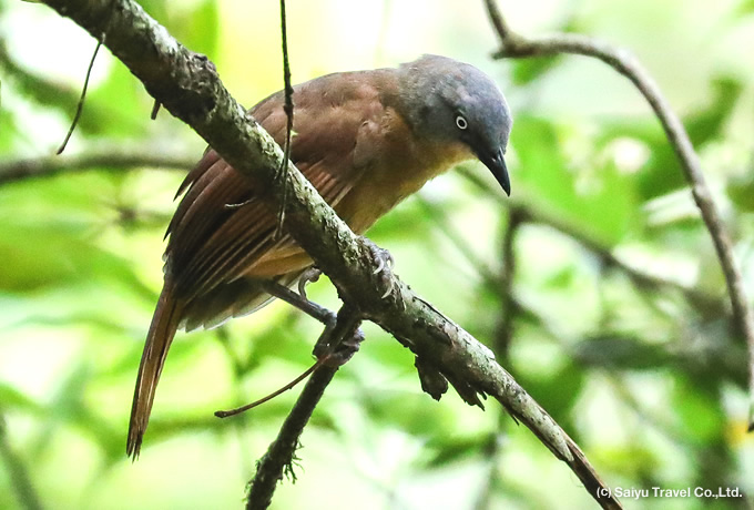 セイロンガビチョウ Ashy-headed  Laughingthrush