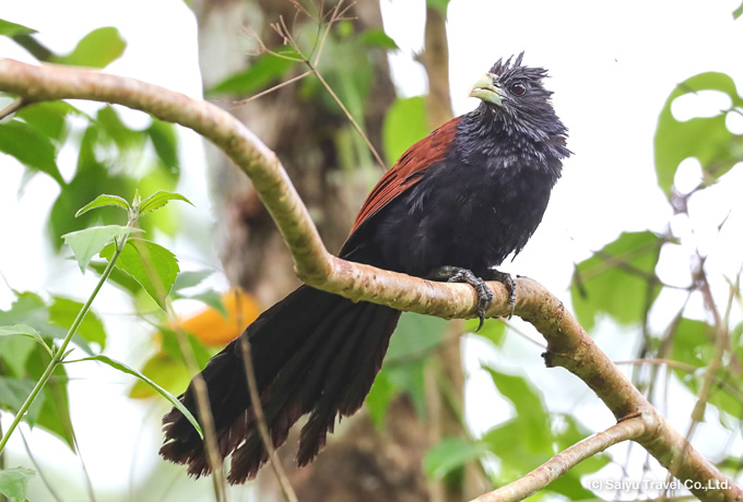 セイロンバンケン Green-billed Coucal