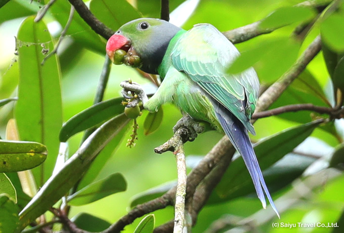 セイロンミドリワカケインコ Layard's  Parakeet