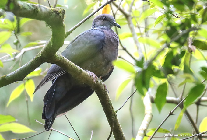 セイロンカノコモリバト Sri Lanka Woodpigeon