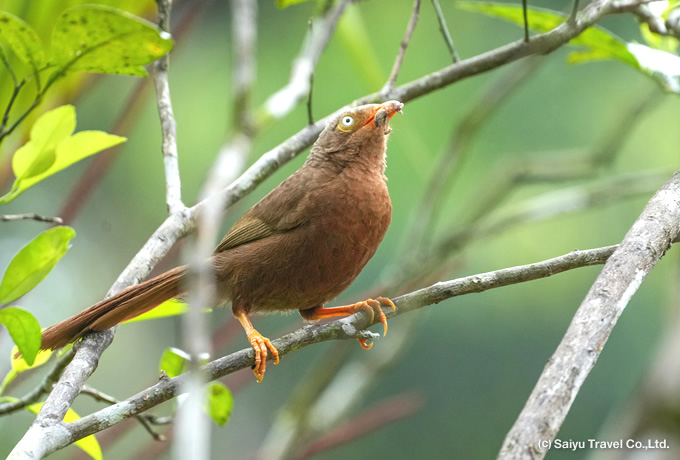 セイロンヤブチメドリ Orange-billed  Babbler,  Ceylon Rufous Babbler