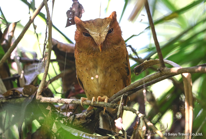 セレンディブコノハズク Serendib Scops Owl