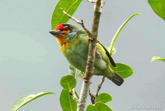 ヒノドゴシキドリ Crimson-fronted Barbet, Sri Lanka Small Barbet