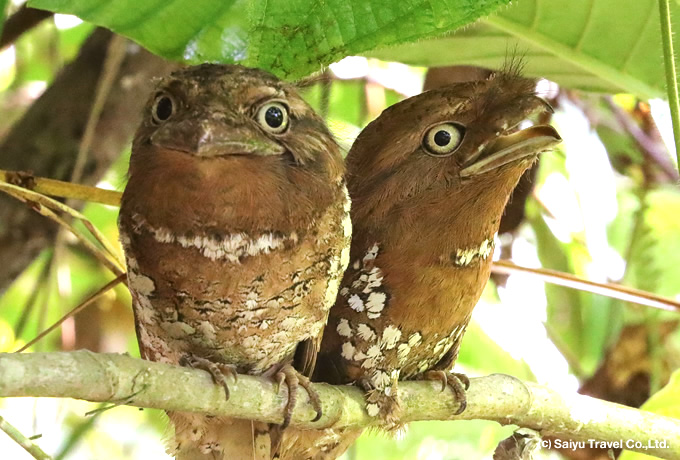 セイロンガマグチヨタカのペア