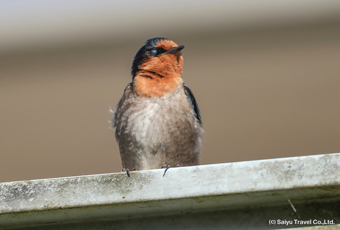 インドツバメ Hill Swallow