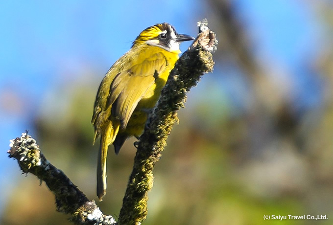 キミミヒヨドリ Yellow-eared Bulbul