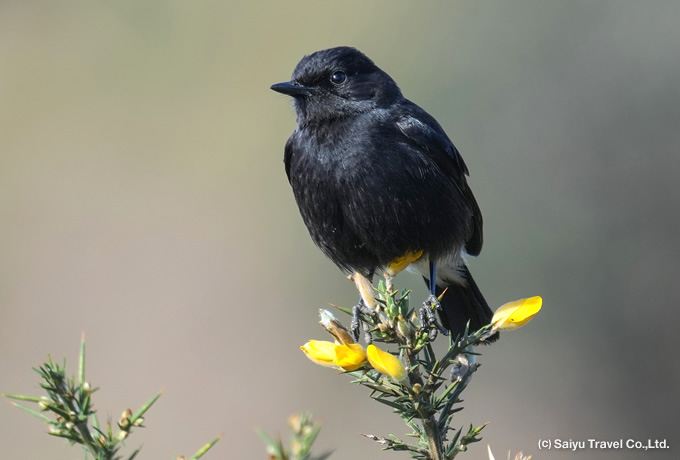 クロノビタキ Pied Bushchat