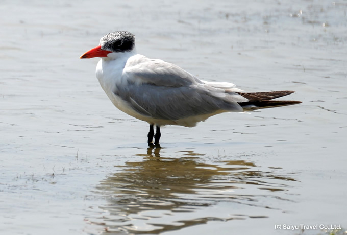 オニアジサシ Caspian Tern