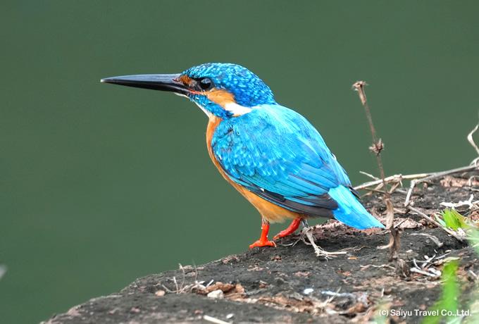 カワセミ Common Kingfisher