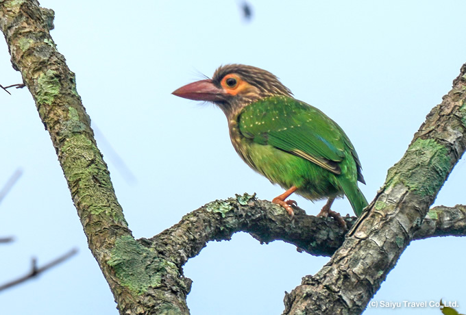 ミドリオオゴシキドリ Brown-headed Barbet