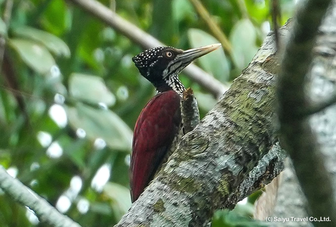 セアカコガネゲラ Crimson-backed Flameback