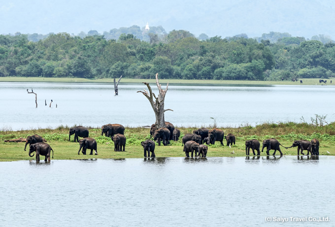 スリランカゾウ Sri Lanka Elephant