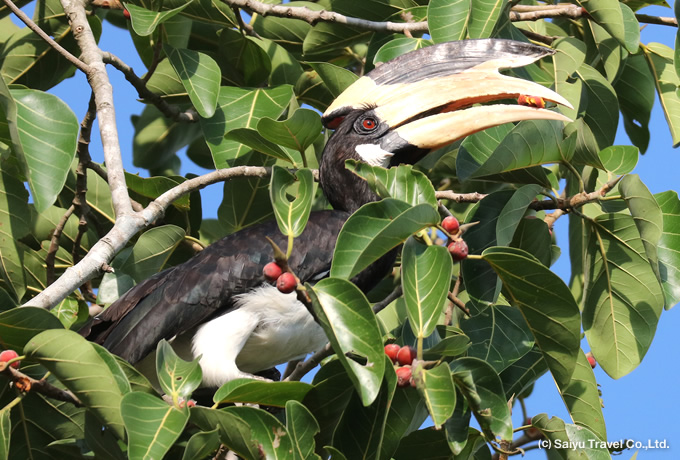 カササギサイチョウ Malabar-pied Hornbill