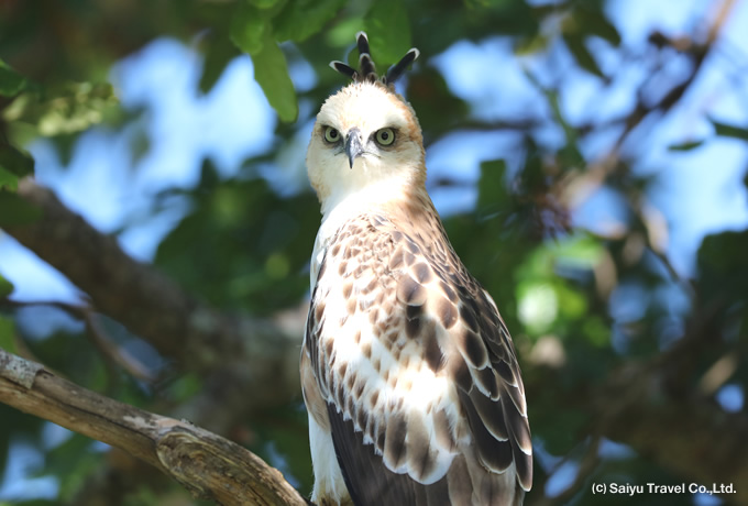 カワリクマタカ Changeable Hawk Eagle