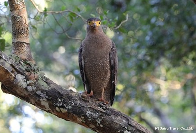 カンムリワシ Crested serpent eagle