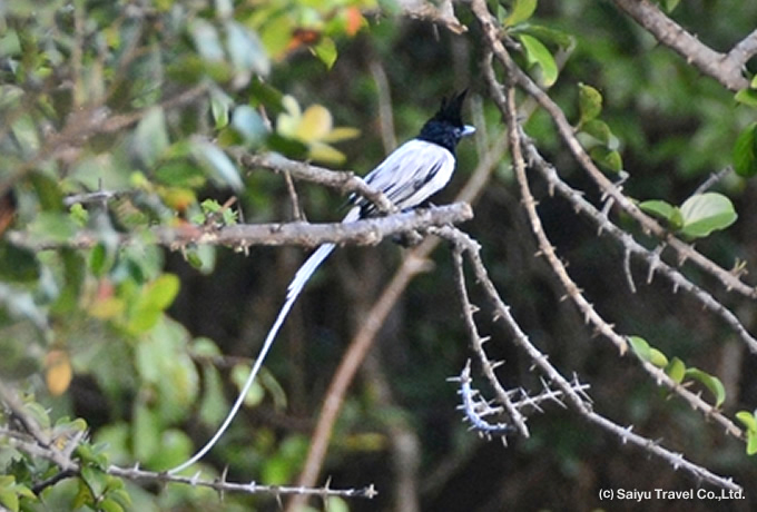 カワリサンコウチョウ Asian Paradise Flycatchers