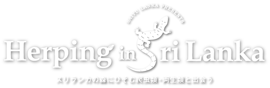 スリランカハーピング特集「Herping in Sri Lanka」
